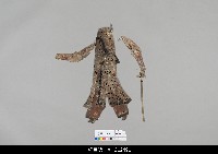 藏品(中國湖北皮影戲偶身-旦)的圖片